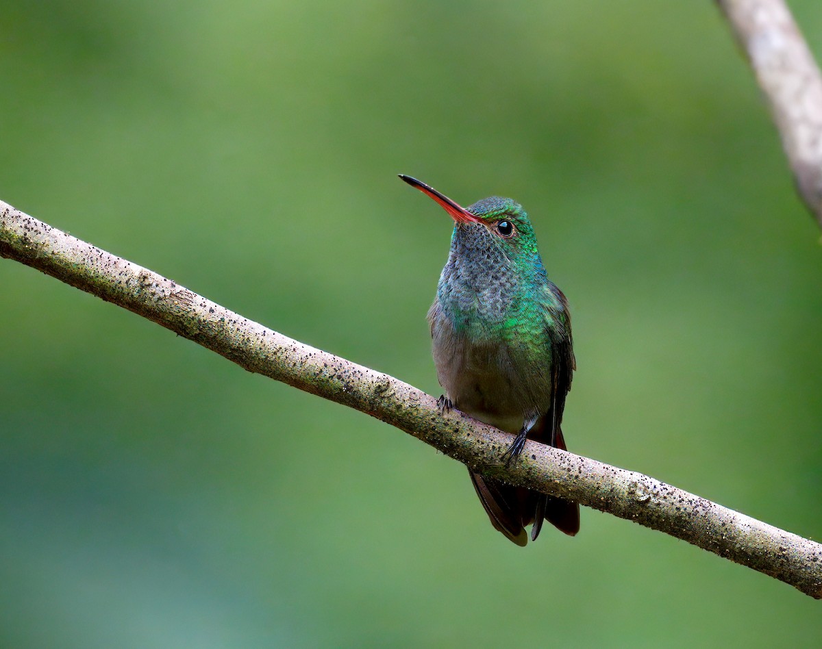 Rufous-tailed Hummingbird - ML646260043