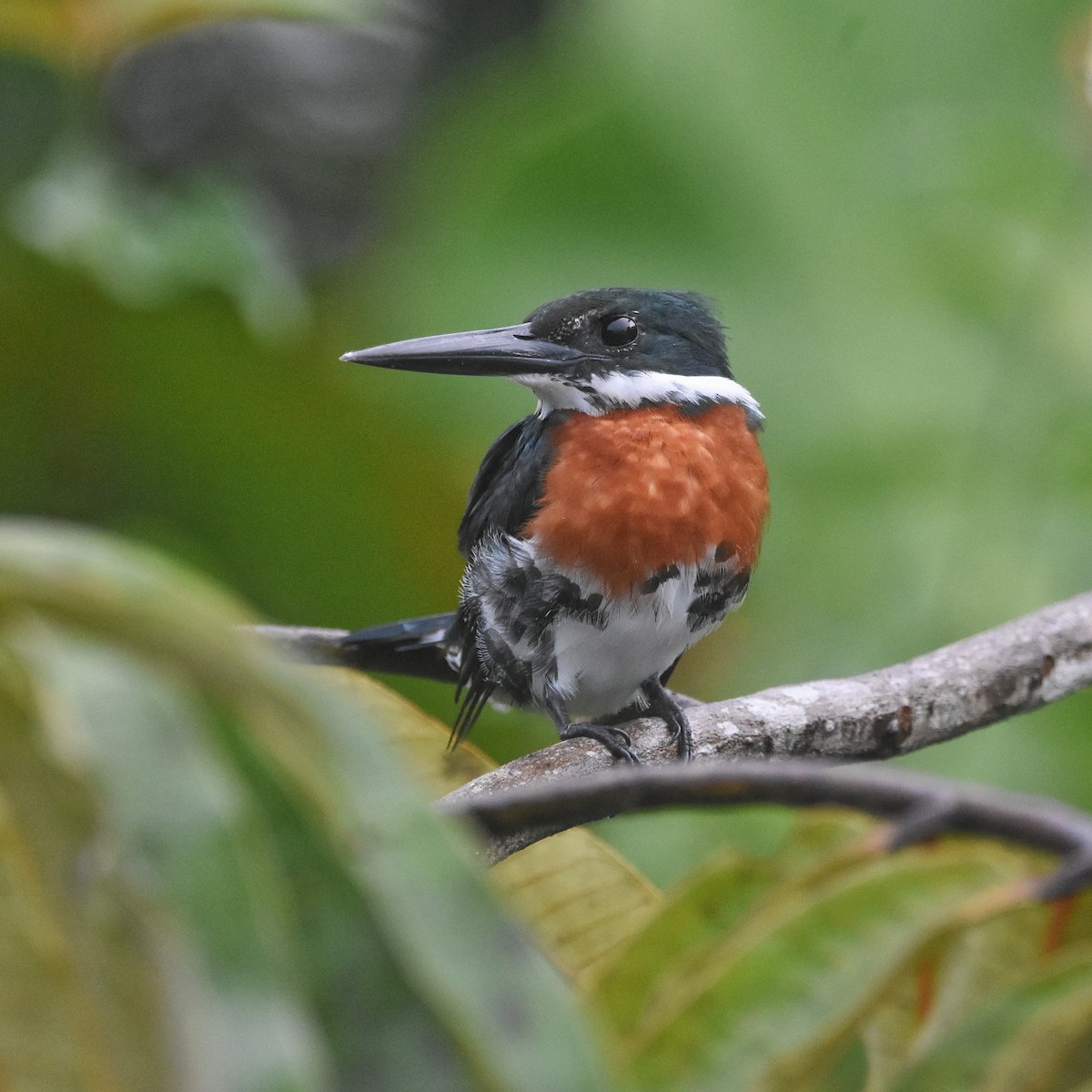 Green Kingfisher - ML646260044
