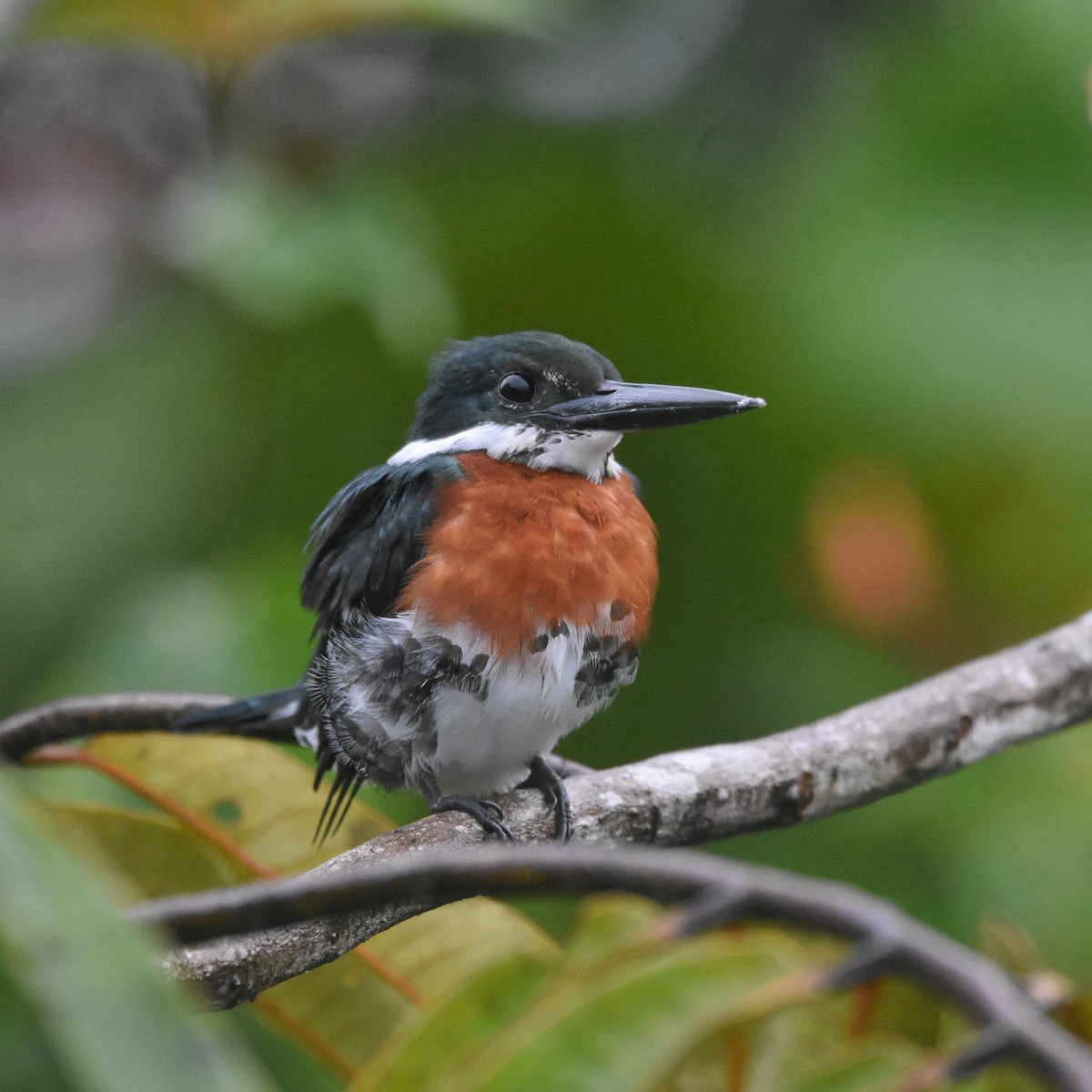 Green Kingfisher - ML646260045