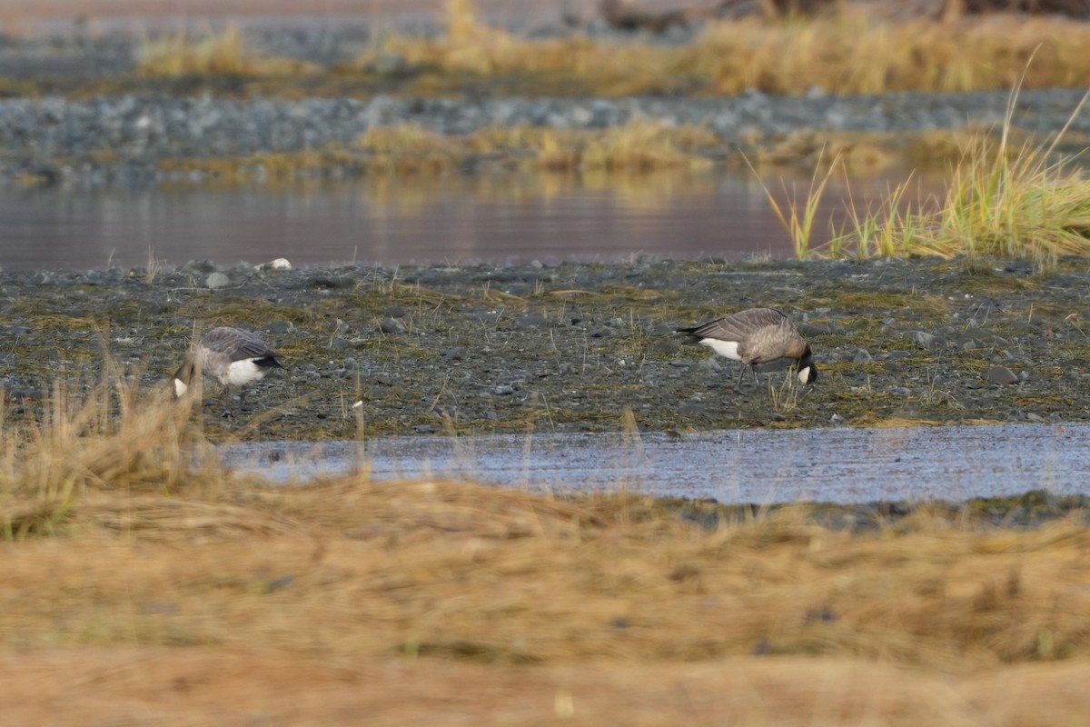 Cackling Goose - ML646260047