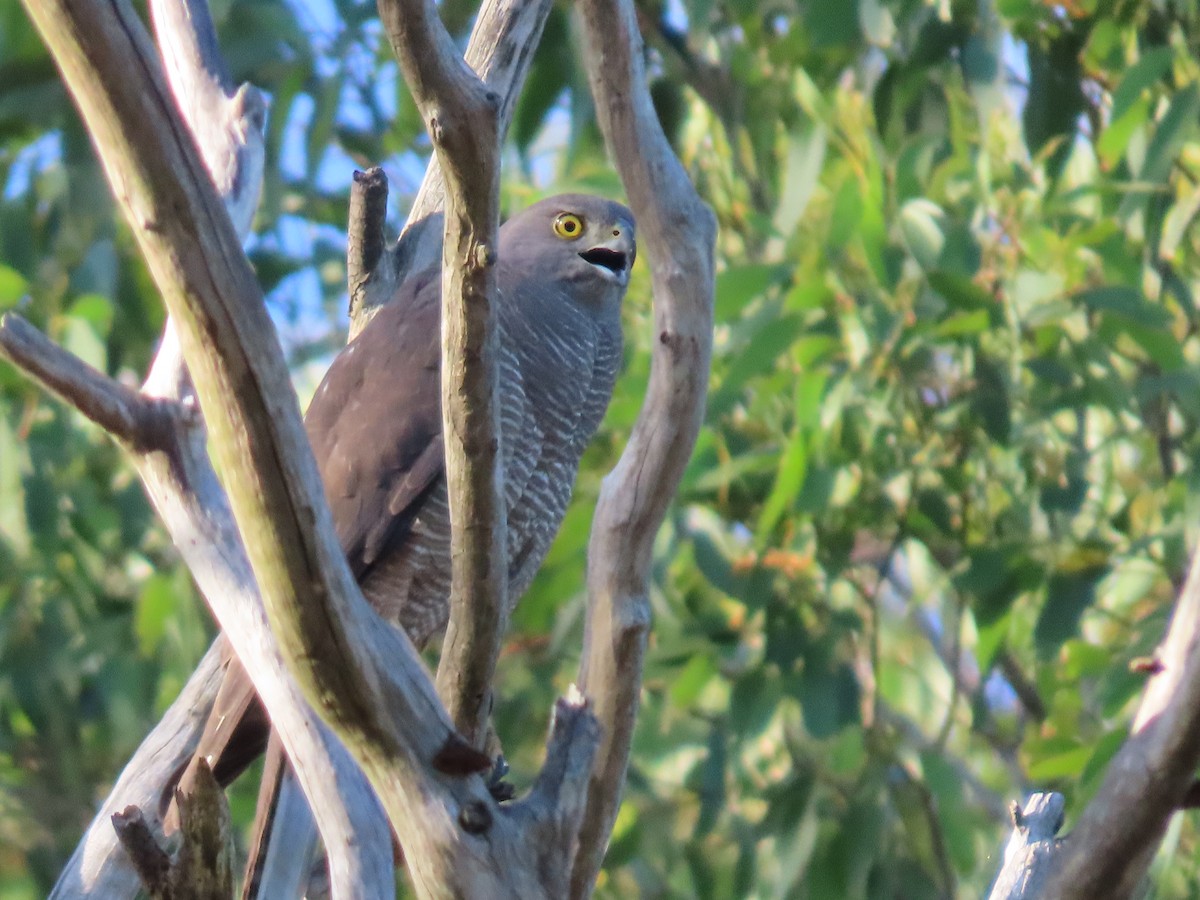 Brown Goshawk - ML646260056