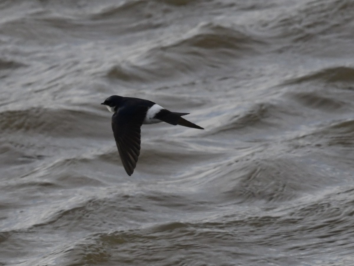 Chilean Swallow - ML646260057