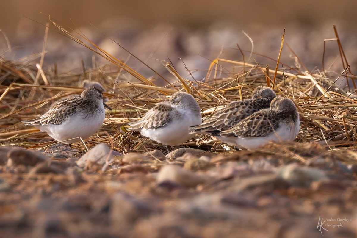 Semipalmated Sandpiper - ML646260058