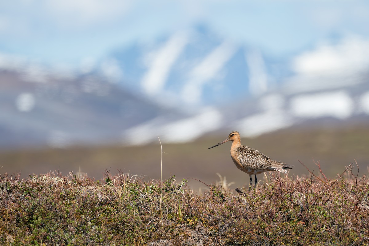 Bar-tailed Godwit - ML646260062
