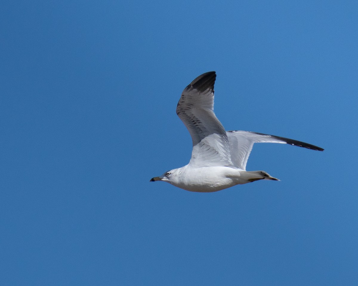 Gavina americana - ML646260065