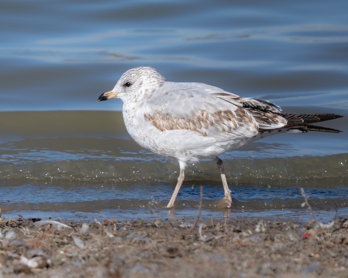 Gavina americana - ML646260066