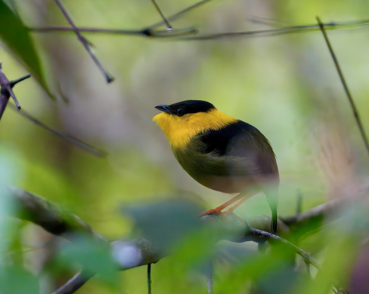 White-collared x Golden-collared Manakin (hybrid) - ML646260069