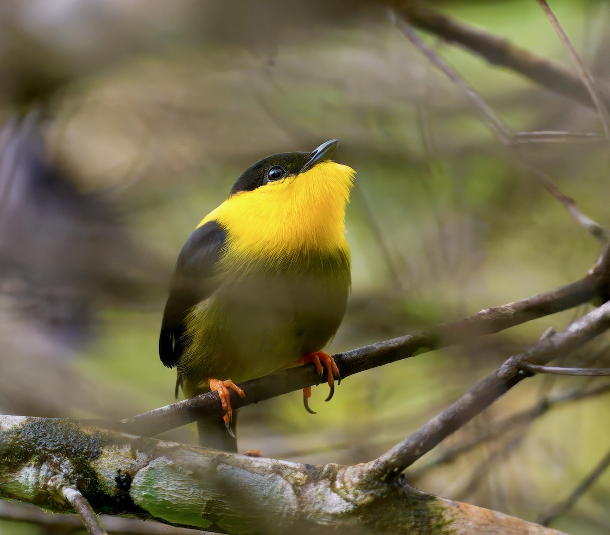 White-collared x Golden-collared Manakin (hybrid) - ML646260070