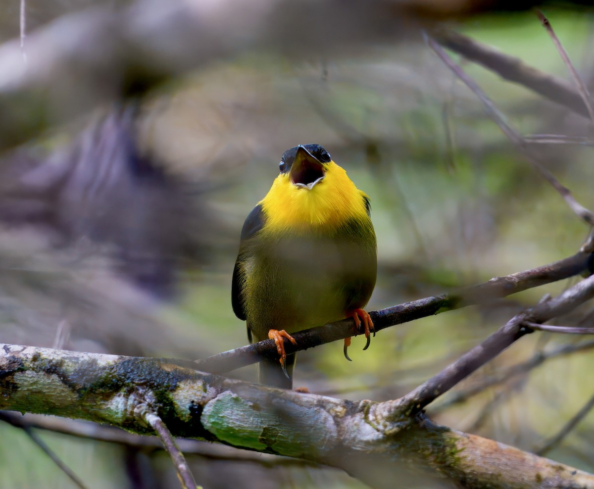 White-collared x Golden-collared Manakin (hybrid) - ML646260072
