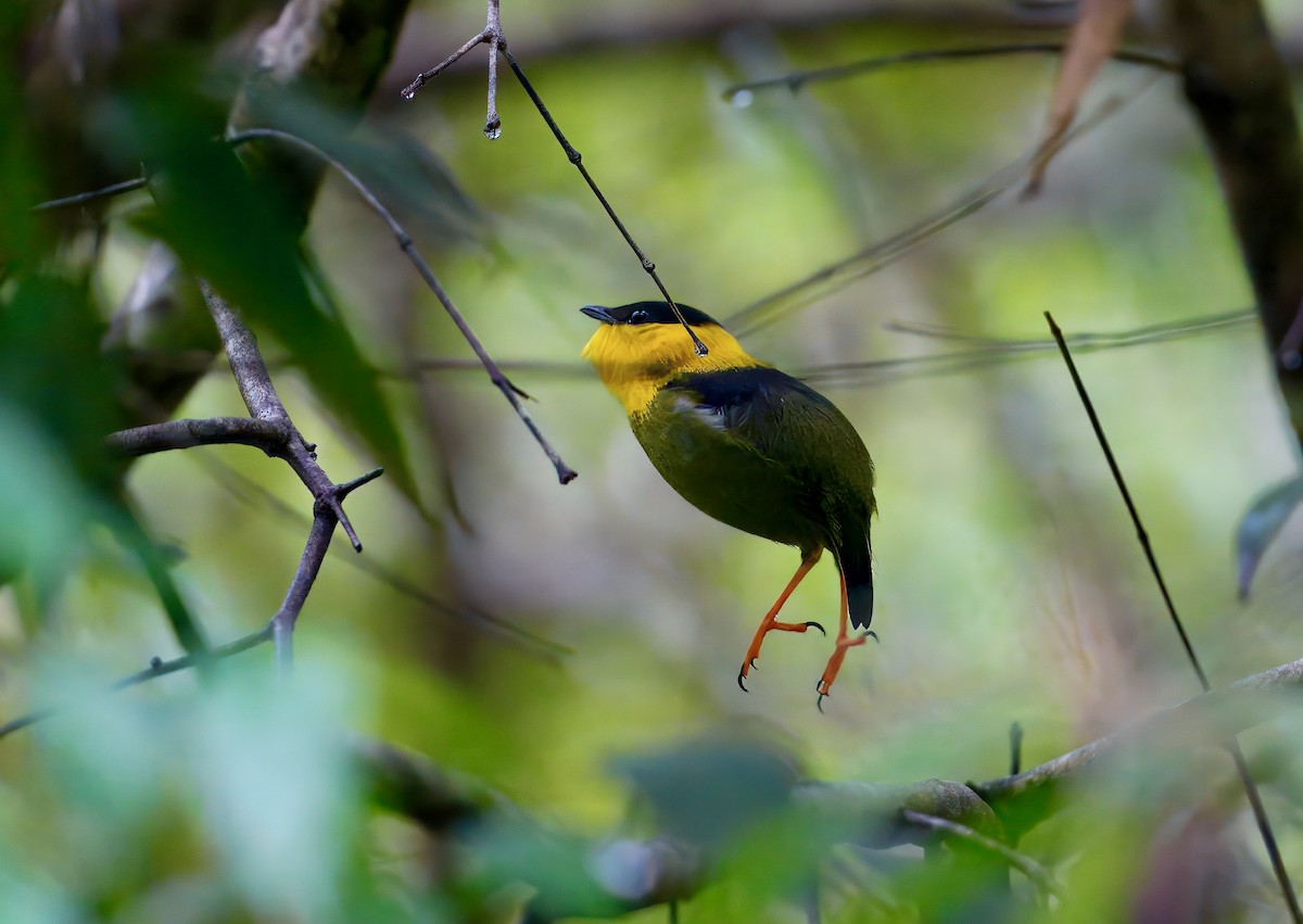White-collared x Golden-collared Manakin (hybrid) - ML646260073