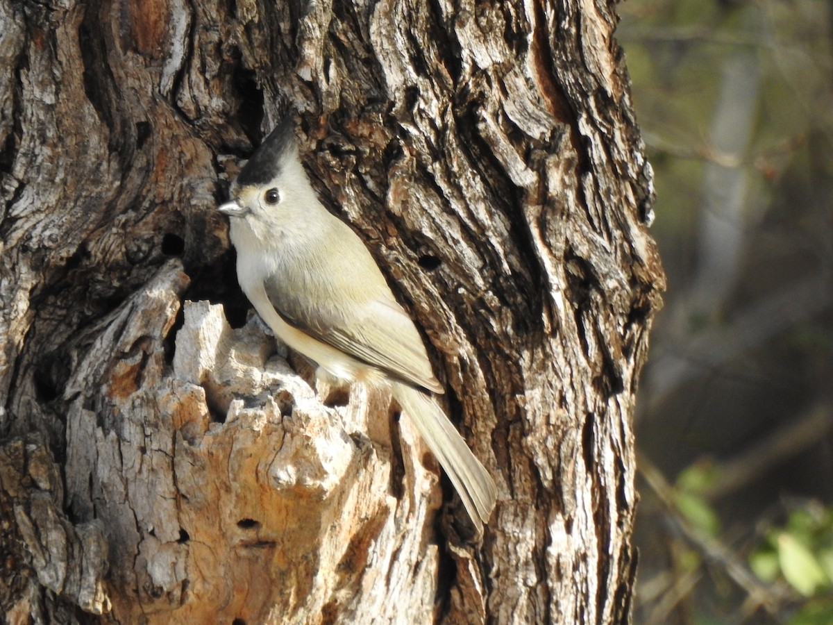 Black-crested Titmouse - ML646260078