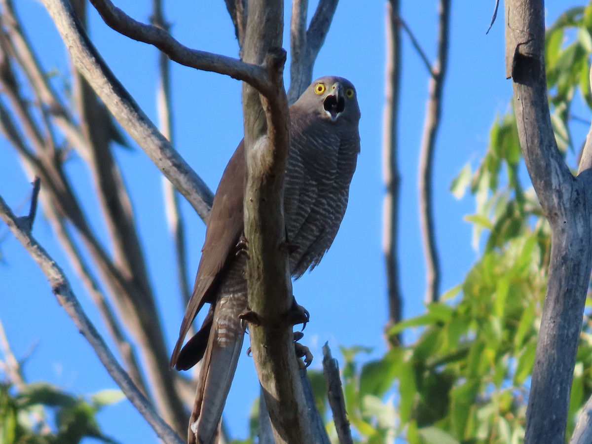 Brown Goshawk - ML646260079