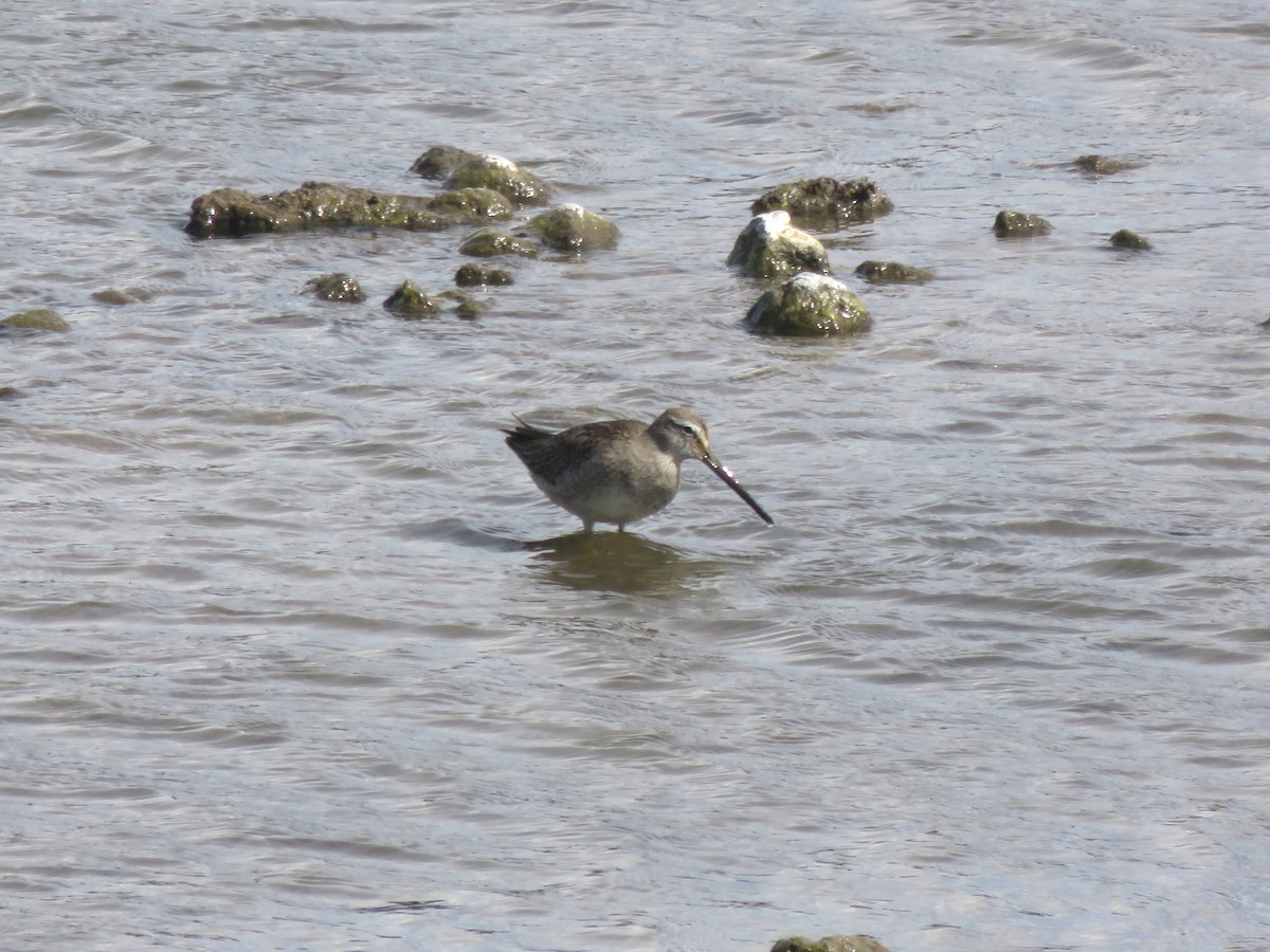 Long-billed Dowitcher - ML646260080