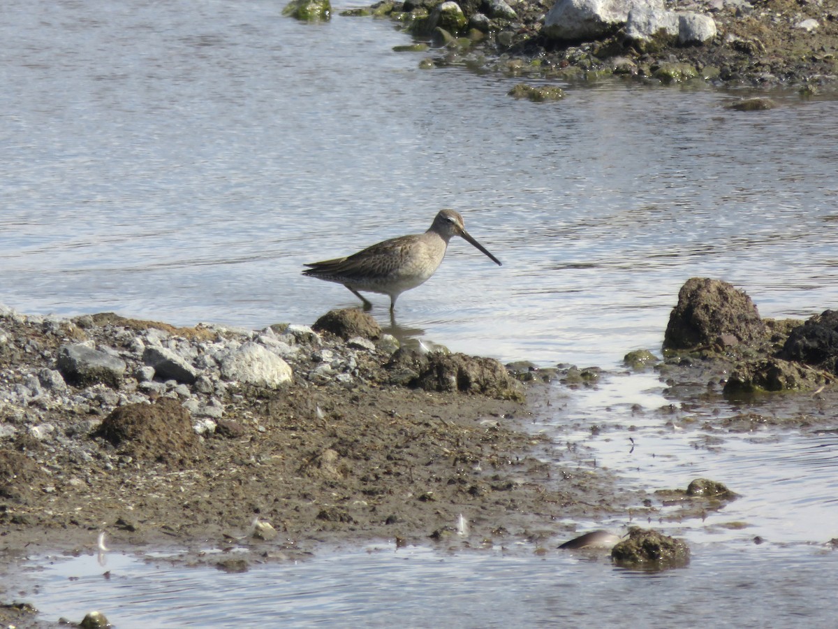 Long-billed Dowitcher - ML646260082