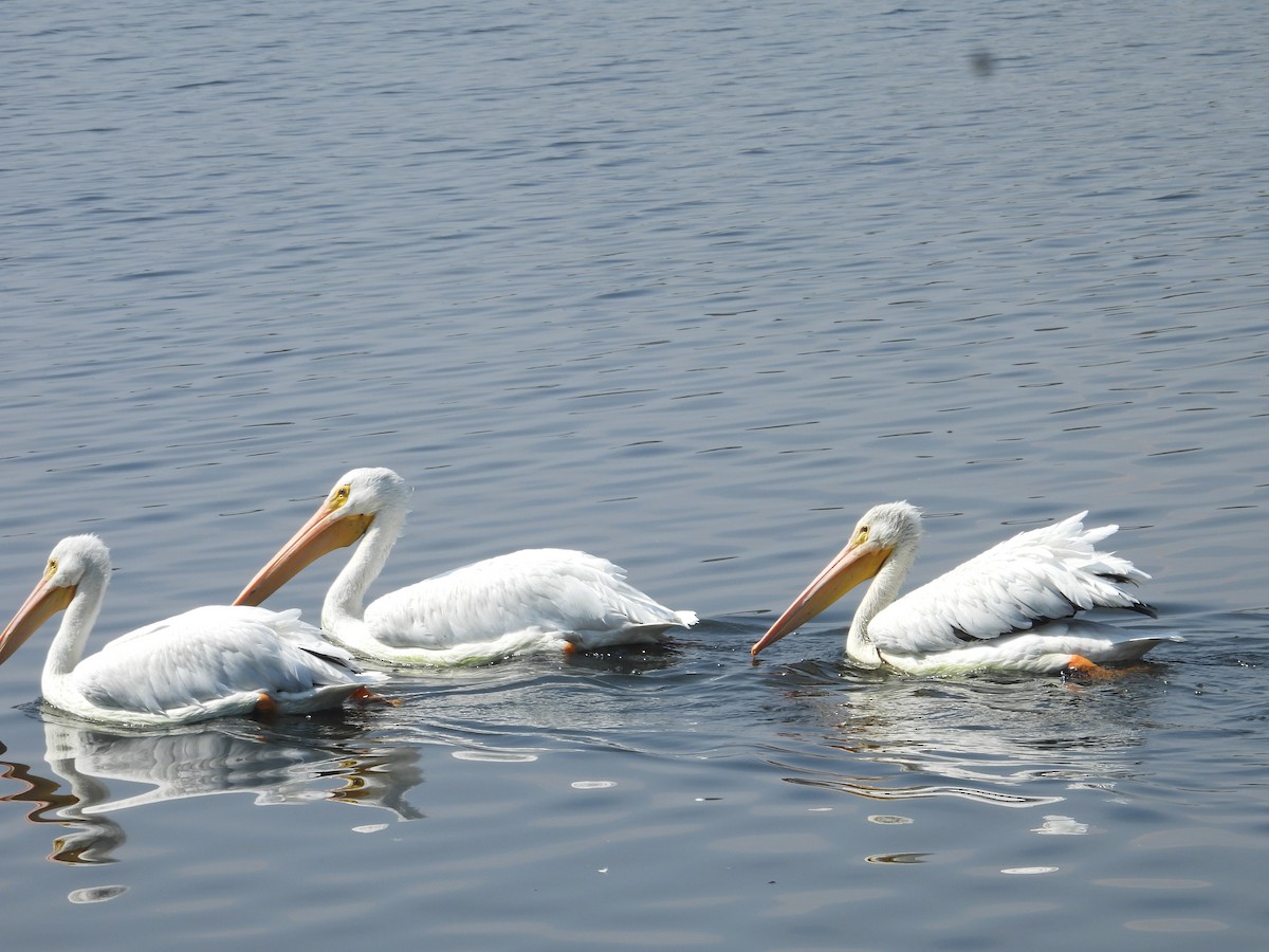 American White Pelican - ML646260083