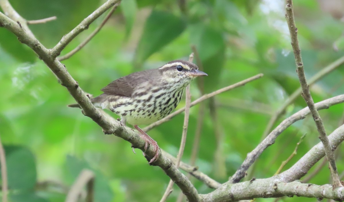 Northern Waterthrush - ML646260088
