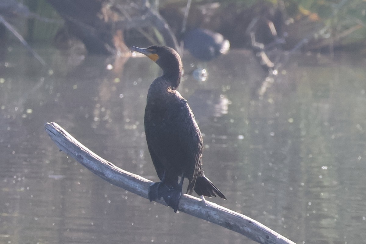 Double-crested Cormorant - ML646260090