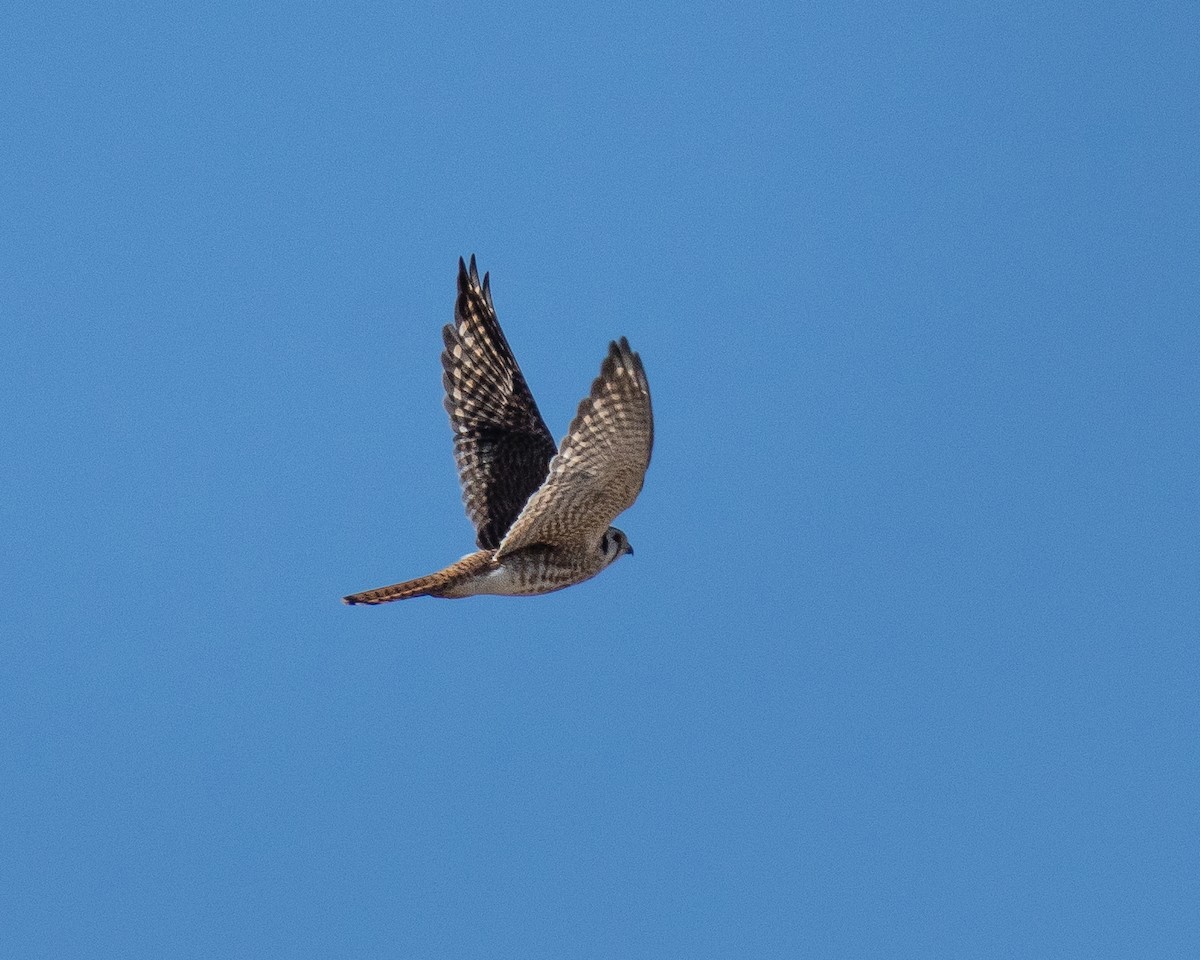American Kestrel - ML646260091