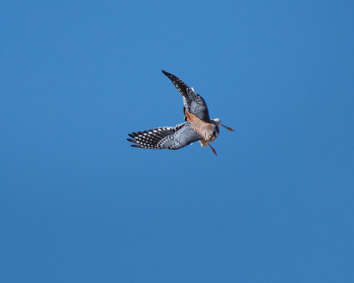 American Kestrel - ML646260093