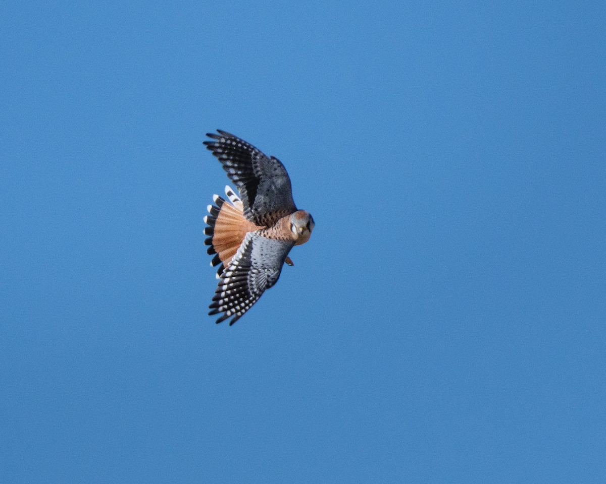 American Kestrel - ML646260094