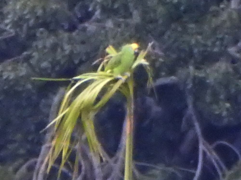 Yellow-crowned Amazon - ML646260096