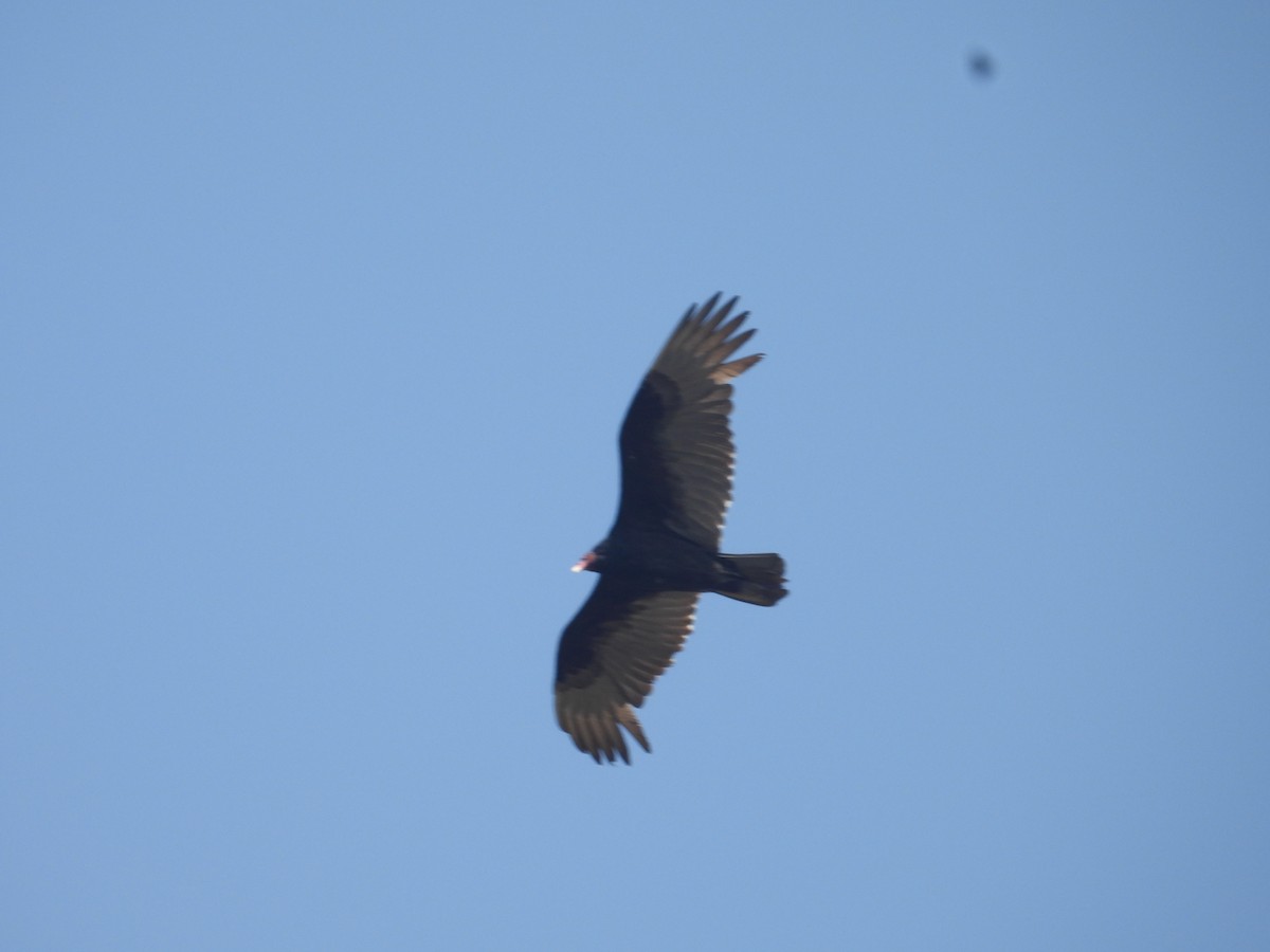 Turkey Vulture - ML646260099