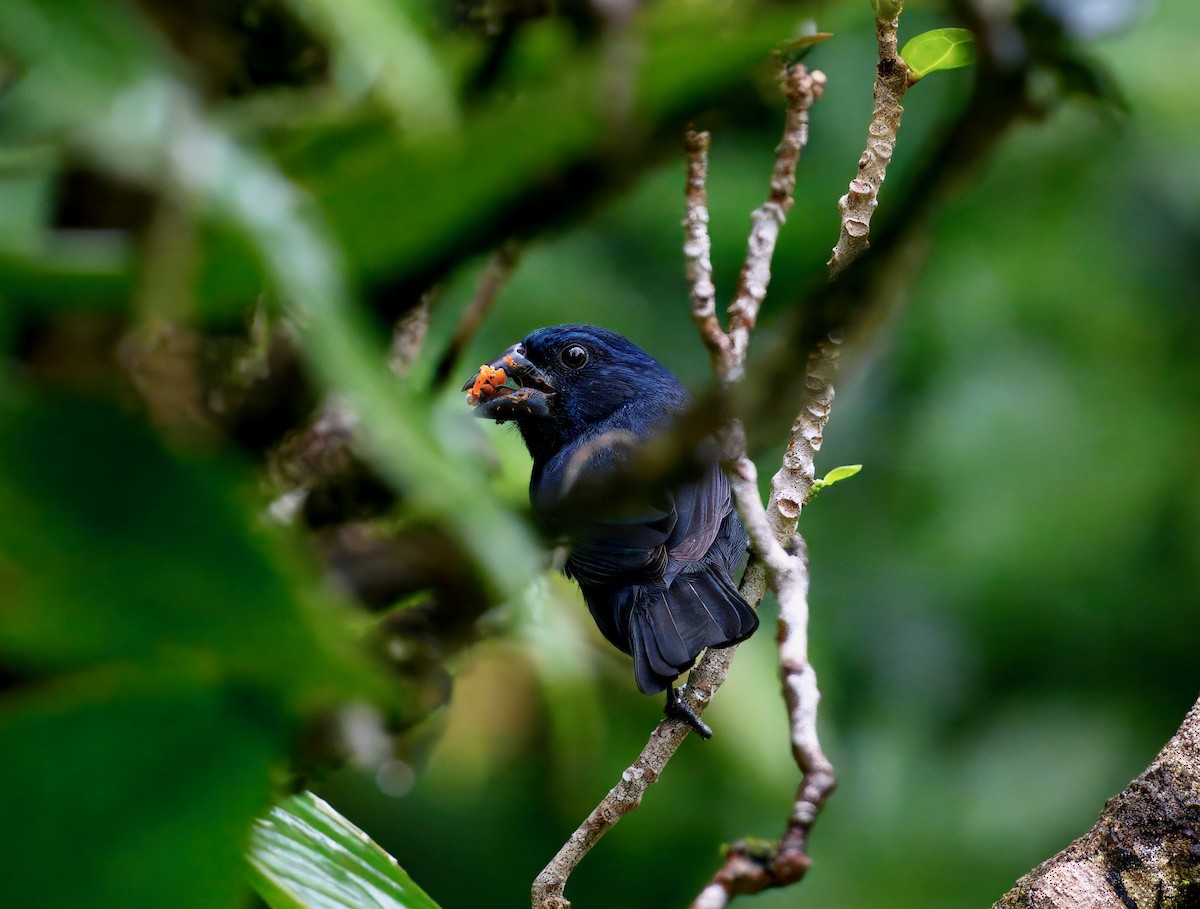 Blue-black Grosbeak - ML646260100