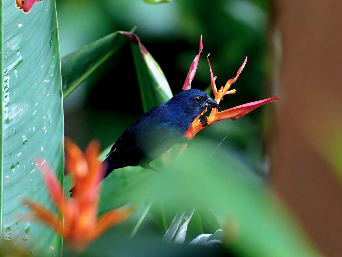 Blue-black Grosbeak - ML646260101