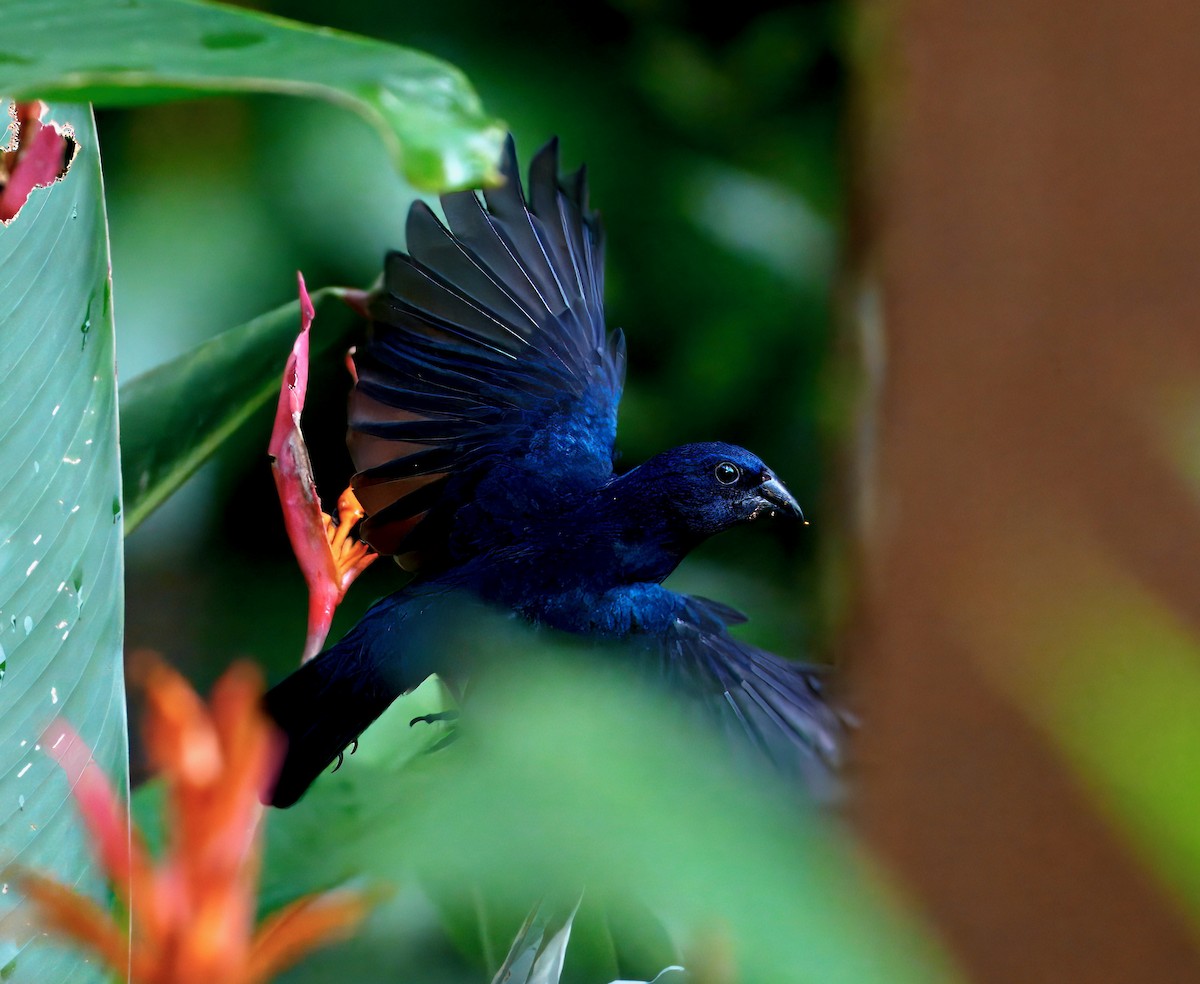 Blue-black Grosbeak - ML646260102