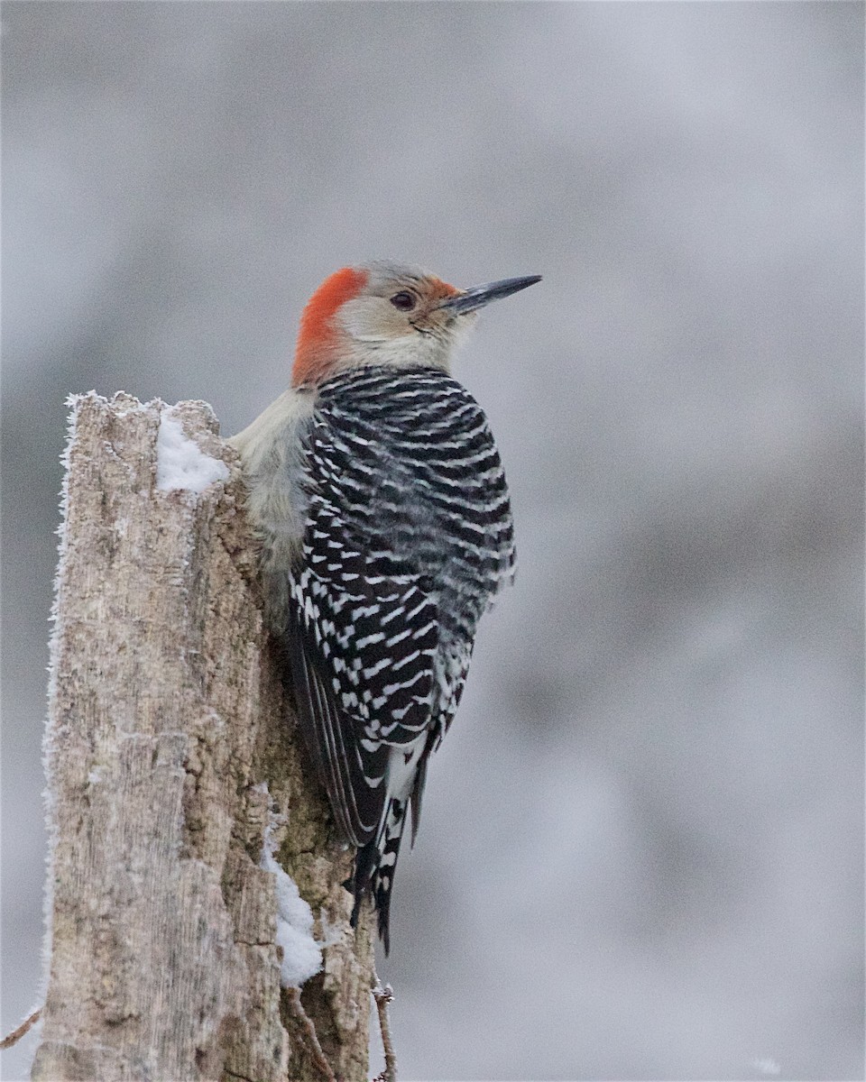 Red-bellied Woodpecker - ML646260121