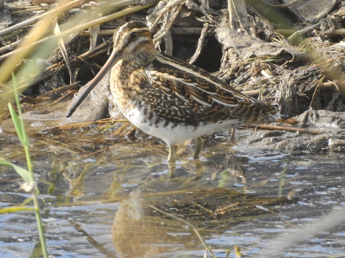 חרטומית ביצות - ML646260123