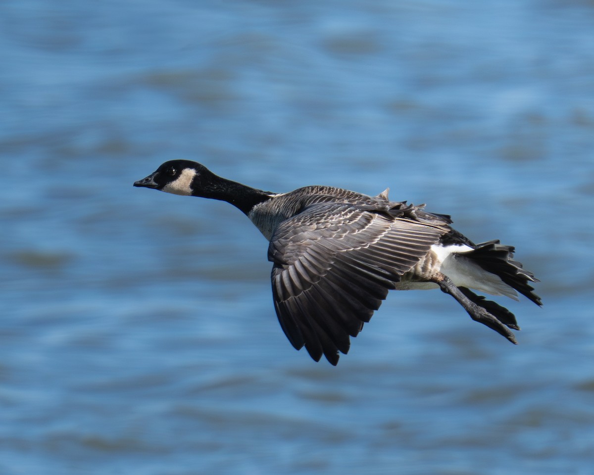 Cackling Goose - ML646260124