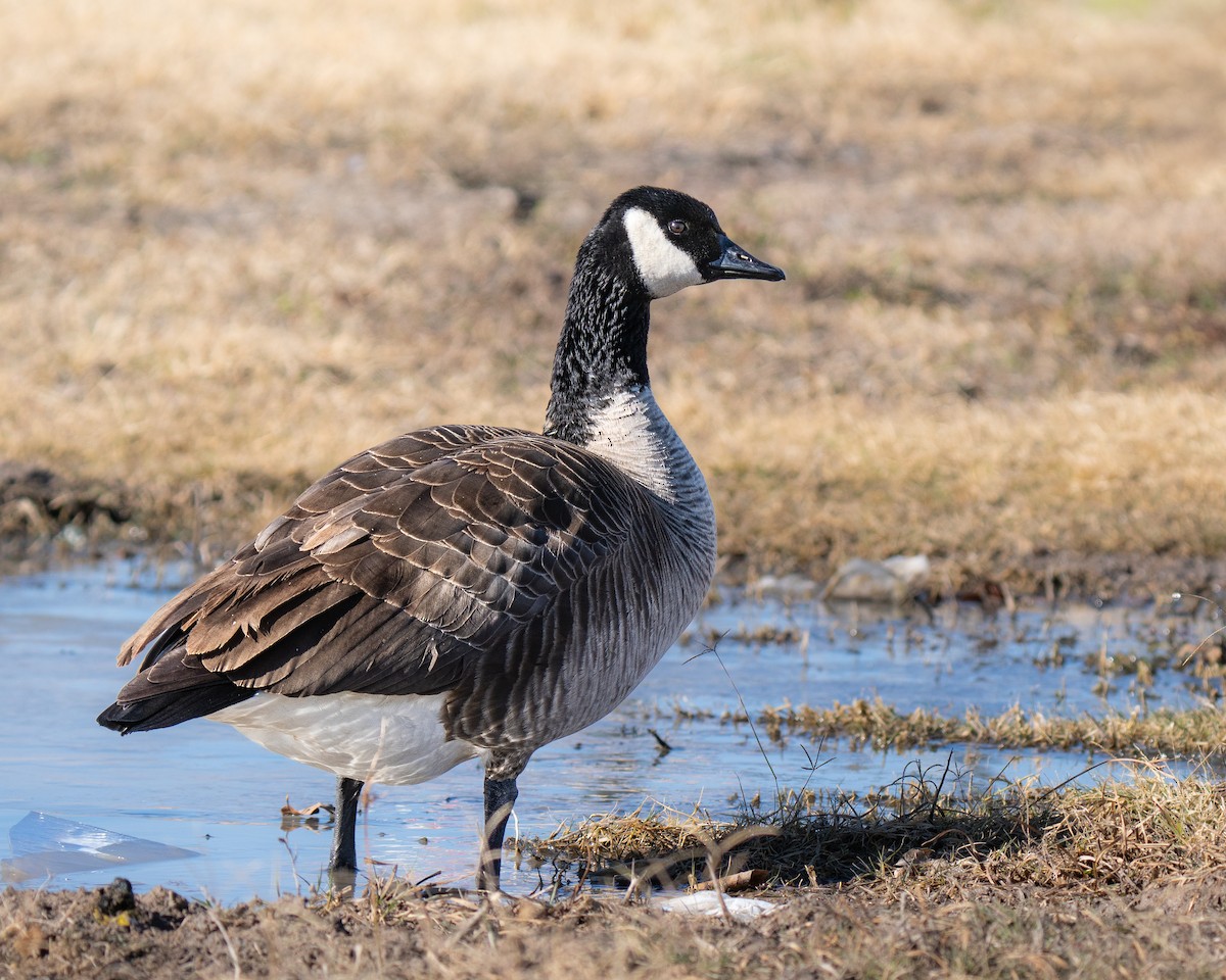Cackling Goose - ML646260125