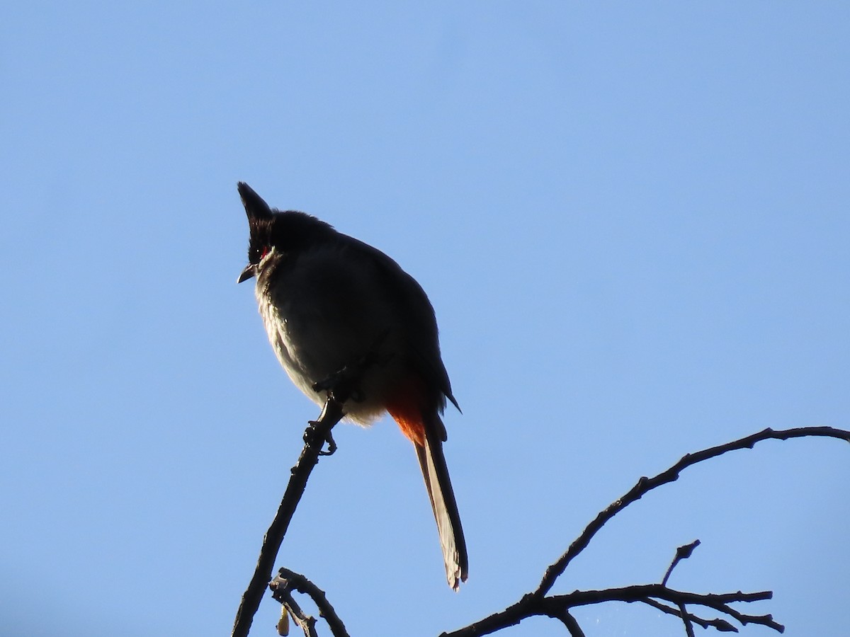 Red-whiskered Bulbul - ML646260136