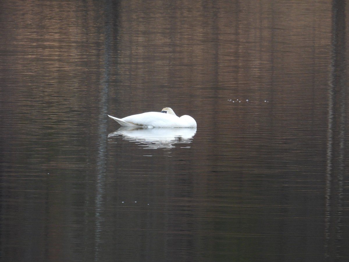 Mute Swan - ML646260137