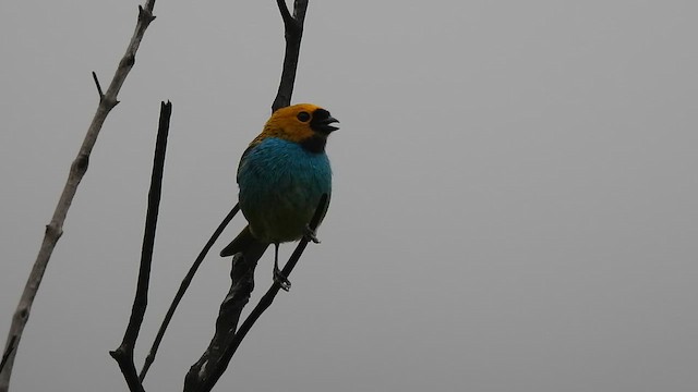 Gilt-edged Tanager - ML646260138