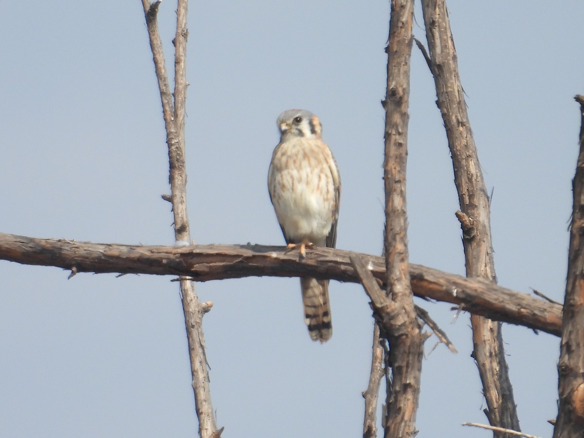 American Kestrel - ML646260141