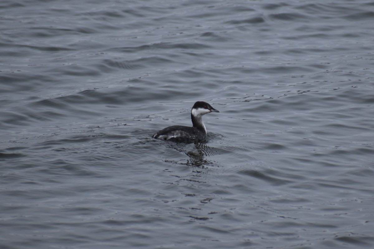 Horned Grebe - ML646260151