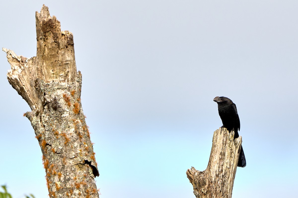 Ані товстодзьобий - ML646260153