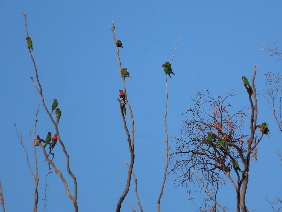 Rainbow Lorikeet - ML646260155