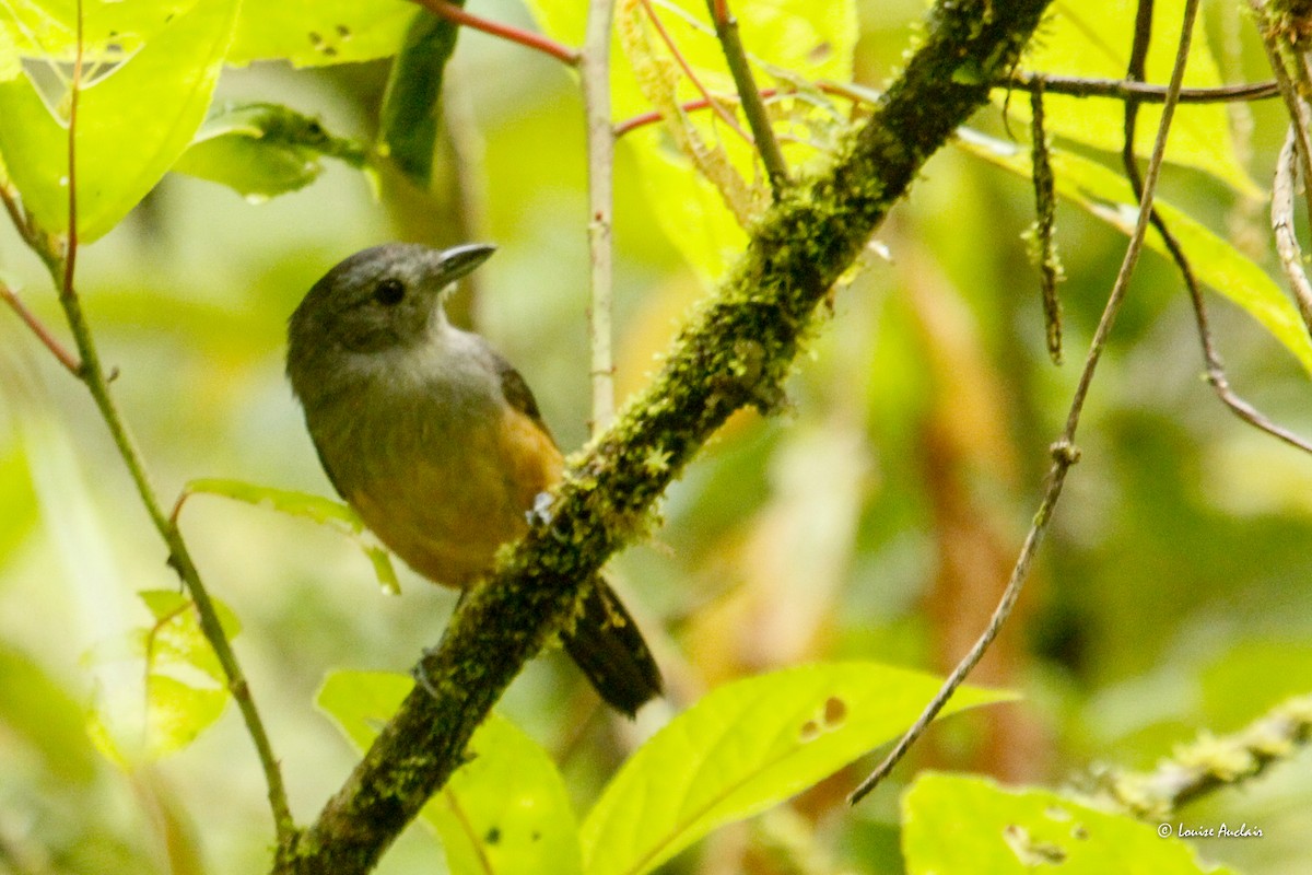 Variable Antshrike - ML646260156