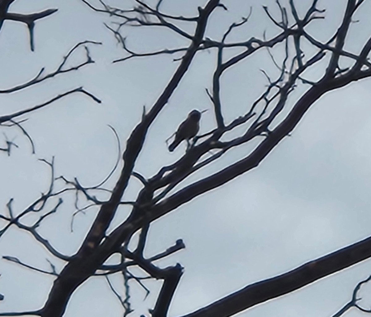 Xantus's Hummingbird - ML646260158