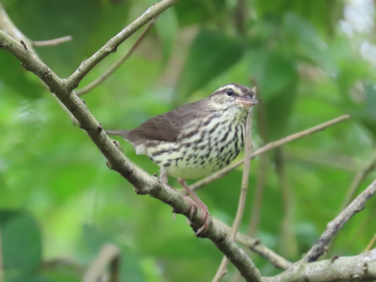 Northern Waterthrush - ML646260162