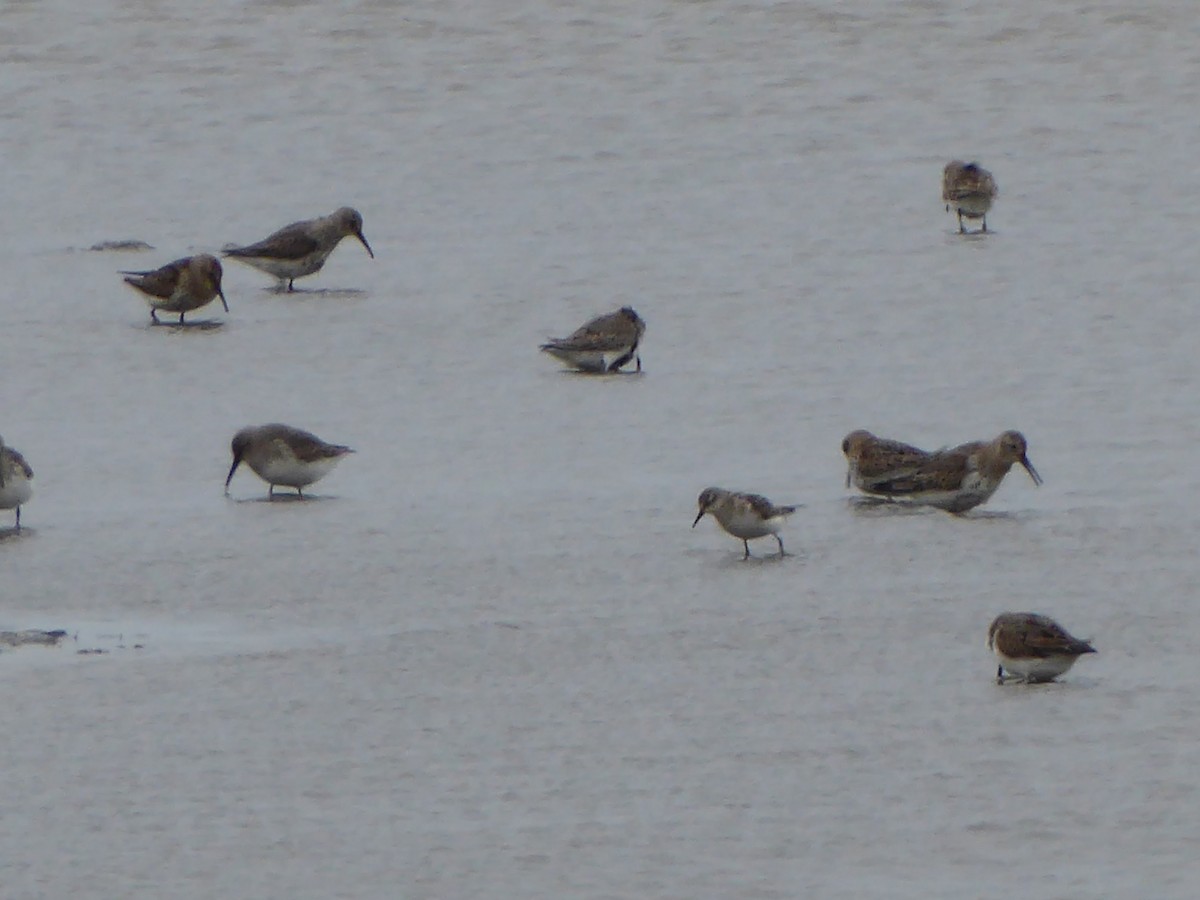 חופית קטנה - ML646260163