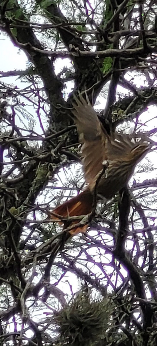 Scimitar-billed Woodcreeper - ML646260165