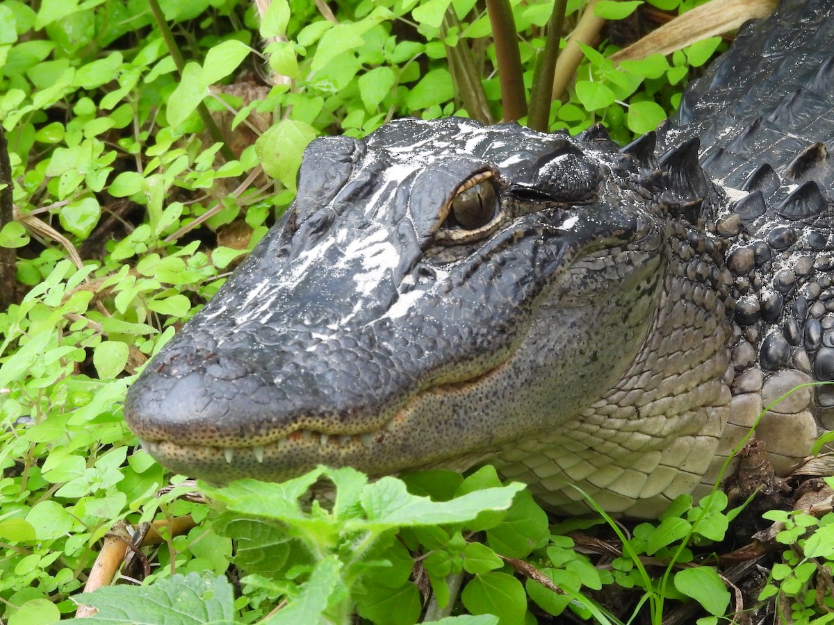 Animals - ML646260166