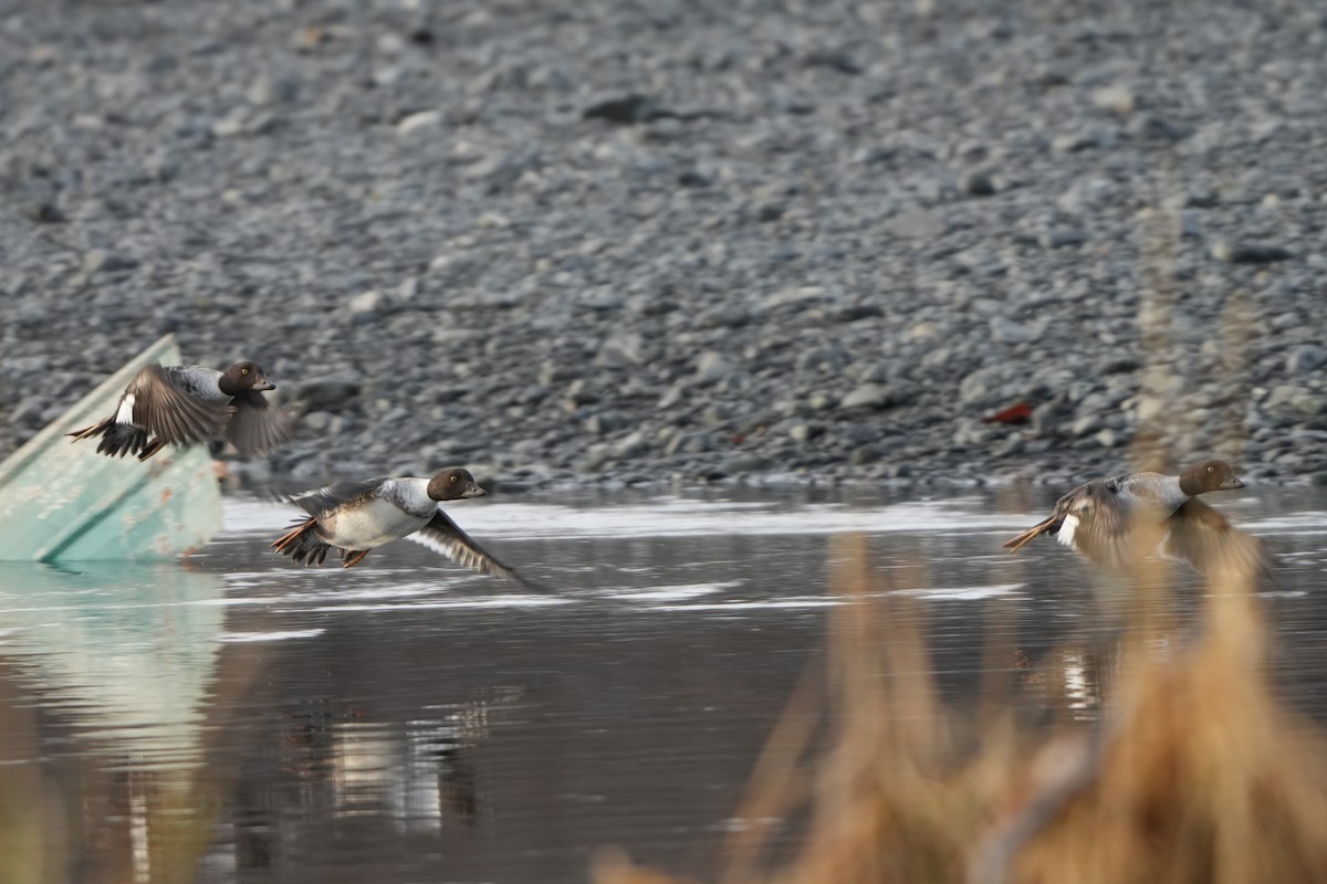Common Goldeneye - ML646260167