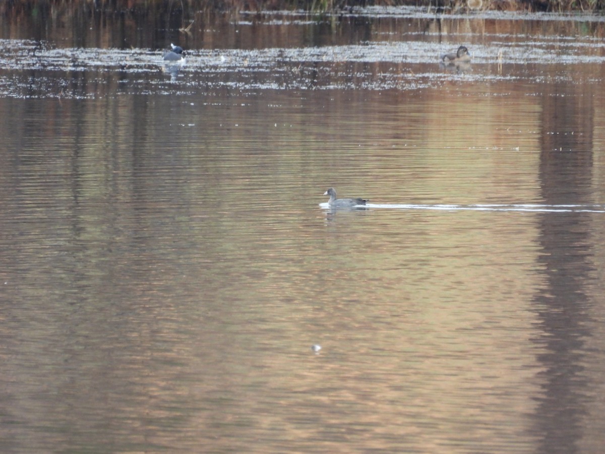 アメリカオオバン - ML646260169