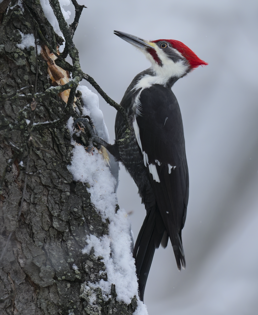 Pileated Woodpecker - ML646260173