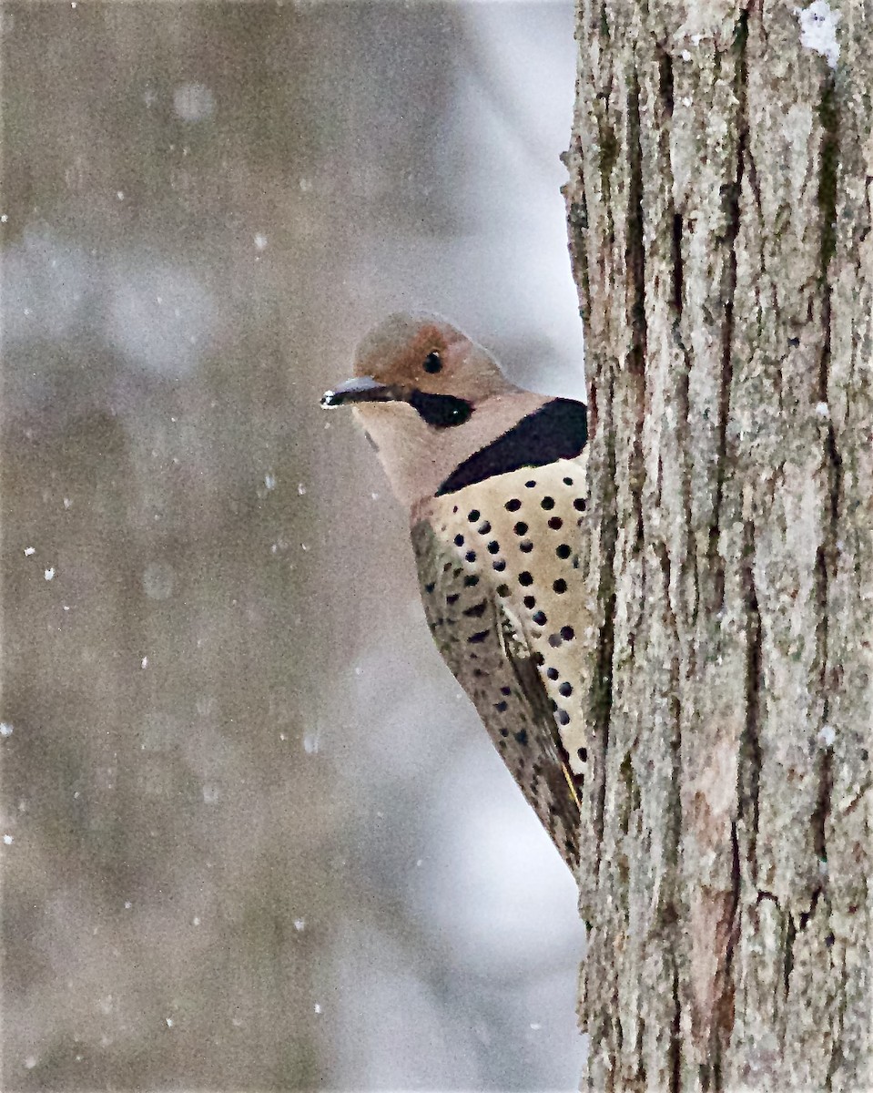 Northern Flicker - ML646260177
